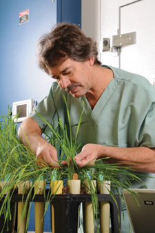 Tom Fetch examines wheat plants