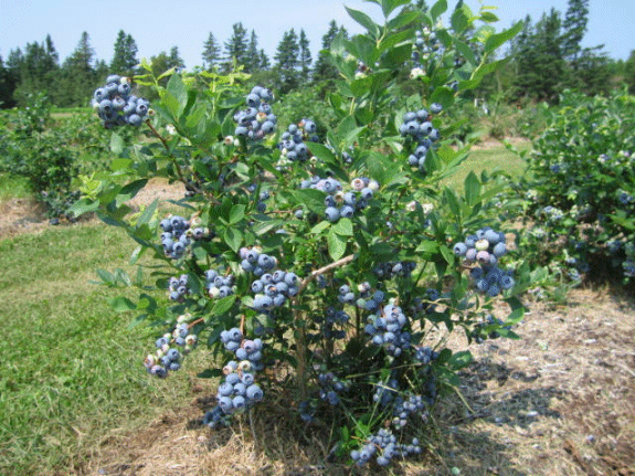 Featured image of post How to Make Blueberry Wine Recipe Jack Keller